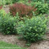 Aronia Black Chokeberry Cuttings - Set of 12 Unrooted for Outdoor Planting - Image 1