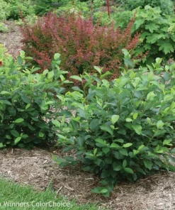 Aronia Black Chokeberry Cuttings, Set of 12 Unrooted, Fast Growing Shrubs - Image 1