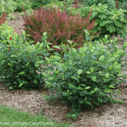 Aronia Black Chokeberry Cuttings – Set of 12 Unrooted – Berry Producing Shrub - Image 1