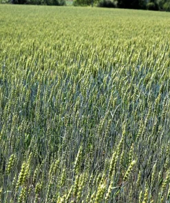 Aroostook Rye Seeds - 350 Count - Hardy Winter Cover Crop, Secale Cereale - Image 2
