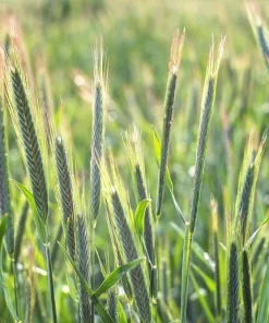 Aroostook Rye Seeds - 350 Count - Hardy Winter Cover Crop, Secale Cereale - Image 3