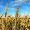 Aroostook Rye Seeds - 350 Count - Hardy Winter Cover Crop, Secale Cereale - Image 1