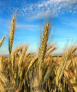 Aroostook Rye Seeds - 350 Count - Hardy Winter Cover Crop, Secale Cereale - Image 1