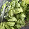 Arrowhead Plant Live Houseplant – Syngonium podophyllum Indoor Plant - Image 1