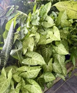 Arrowhead Plant Live Houseplant – Syngonium podophyllum Indoor Plant - Image 1