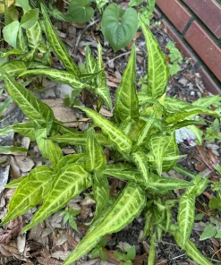 Arrowhead Vine Live Plant - Syngonium Podophyllum Indoor Houseplant - Image 3