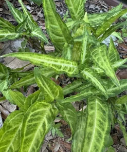 Arrowhead Vine Live Plant – Syngonium Podophyllum Indoor Houseplant - Image 1