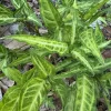 Arrowhead Vine Live Plant - Syngonium Podophyllum Indoor Houseplant - Image 1