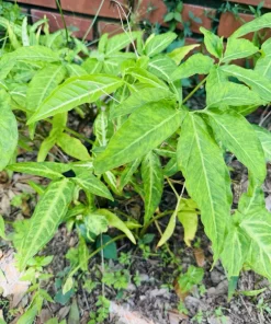 Arrowhead Vine Live Plant - Syngonium Podophyllum Potted Houseplant - Image 2