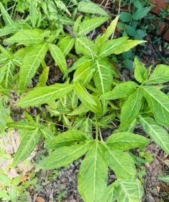 Arrowhead Vine Live Plant - Syngonium Podophyllum Potted Houseplant - Image 3
