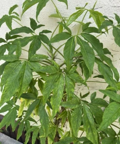Arrowhead Vine Live Plant - Syngonium Podophyllum Potted Houseplant - Image 4