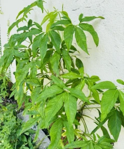 Arrowhead Vine Live Plant - Syngonium Podophyllum Potted Houseplant - Image 5