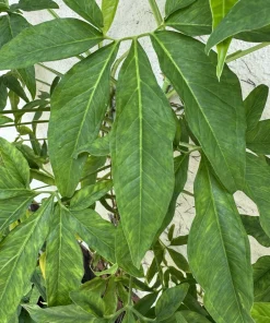 Arrowhead Vine Live Plant - Syngonium Podophyllum Potted Houseplant - Image 6