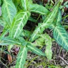 Arrowhead Vine Live Plant - Syngonium Podophyllum Potted Houseplant - Image 1