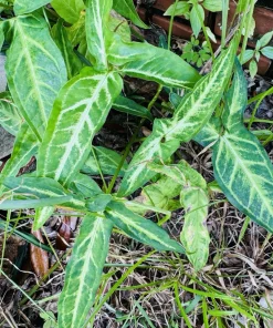 Arrowhead Vine Live Plant - Syngonium Podophyllum Potted Houseplant - Image 1
