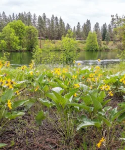 Arrowleaf Balsamroot Seeds - Oregon Sunflower Wildflower - 50 Seeds - Image 10