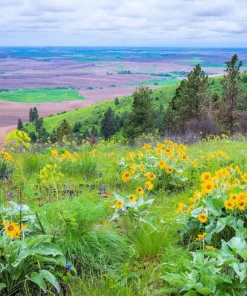 Arrowleaf Balsamroot Seeds - Oregon Sunflower Wildflower - 50 Seeds - Image 2