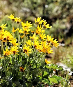 Arrowleaf Balsamroot Seeds - Oregon Sunflower Wildflower - 50 Seeds - Image 3