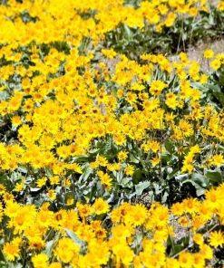 Arrowleaf Balsamroot Seeds - Oregon Sunflower Wildflower - 50 Seeds - Image 4