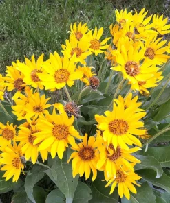 Arrowleaf Balsamroot Seeds - Oregon Sunflower Wildflower - 50 Seeds - Image 5
