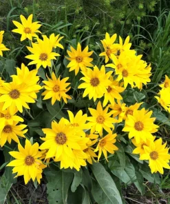 Arrowleaf Balsamroot Seeds - Oregon Sunflower Wildflower - 50 Seeds - Image 6