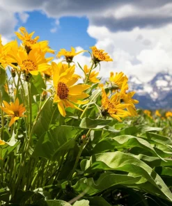 Arrowleaf Balsamroot Seeds - Oregon Sunflower Wildflower - 50 Seeds - Image 7