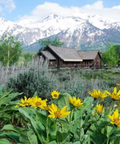 Arrowleaf Balsamroot Seeds - Oregon Sunflower Wildflower - 50 Seeds - Image 8