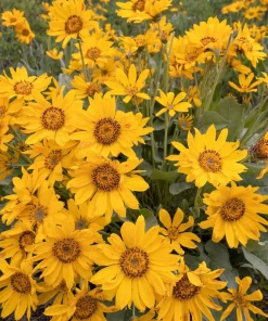 Arrowleaf Balsamroot Seeds - Oregon Sunflower Wildflower - 50 Seeds - Image 9