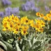 Arrowleaf Balsamroot Seeds - Oregon Sunflower Wildflower - 50 Seeds - Image 1