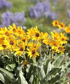 Arrowleaf Balsamroot Seeds - Oregon Sunflower Wildflower - 50 Seeds - Image 1