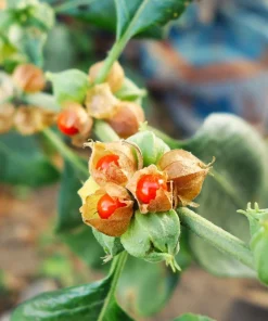Ashwagandha Seeds - 50 Indian Ginseng Withania Somnifera Flower Seeds - Image 2