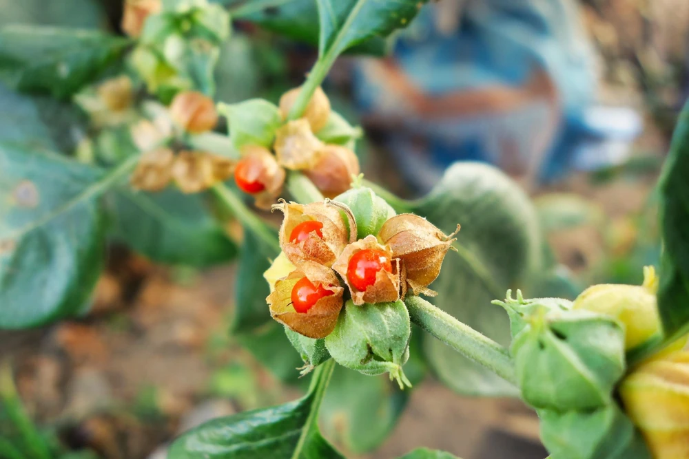 Ashwagandha Seeds - 50 Indian Ginseng Withania Somnifera Flower Seeds - Image 2