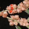 Ashwagandha Seeds - 50 Indian Ginseng Withania Somnifera Flower Seeds - Image 1