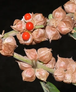Ashwagandha Seeds - 50 Indian Ginseng Withania Somnifera Flower Seeds - Image 1