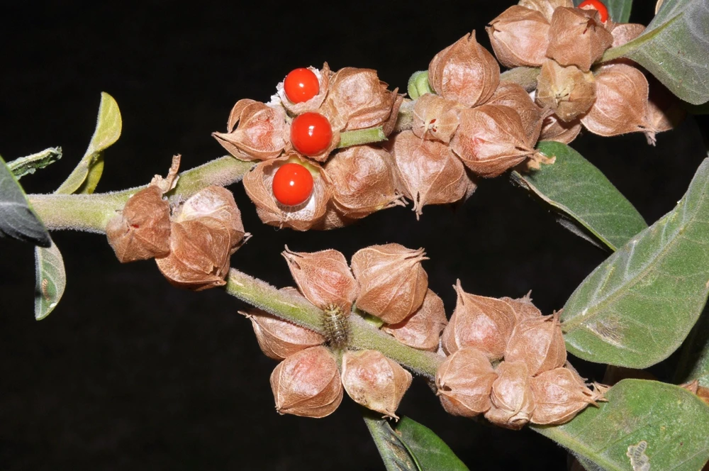 Ashwagandha Seeds - 50 Indian Ginseng Withania Somnifera Flower Seeds - Image 1