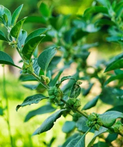 Ashwagandha Seeds - 50 Indian Ginseng Withania Somnifera Flower Seeds - Image 4