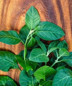 Ashwagandha Seeds - 50 Indian Ginseng Withania Somnifera Flower Seeds - Image 5