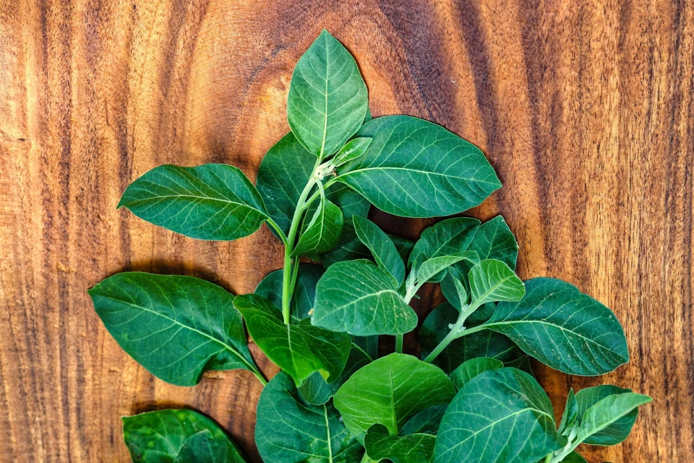 Ashwagandha Seeds - 50 Indian Ginseng Withania Somnifera Flower Seeds - Image 5