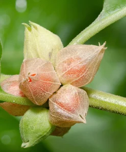 Ashwagandha Seeds - 50 Indian Ginseng Withania Somnifera Flower Seeds - Image 6