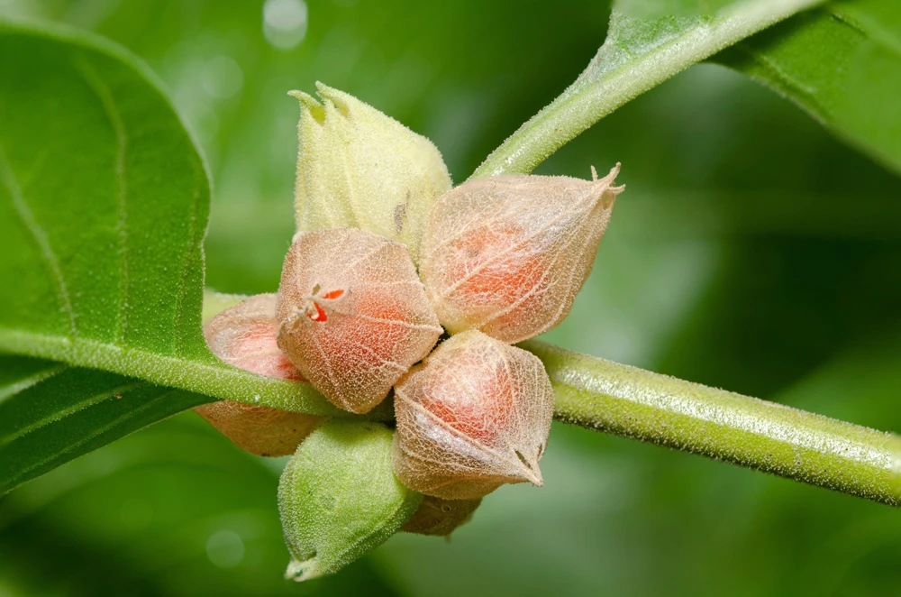 Ashwagandha Seeds - 50 Indian Ginseng Withania Somnifera Flower Seeds - Image 6