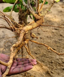 Ashwagandha Seeds - 50 Indian Ginseng Withania Somnifera Flower Seeds - Image 7