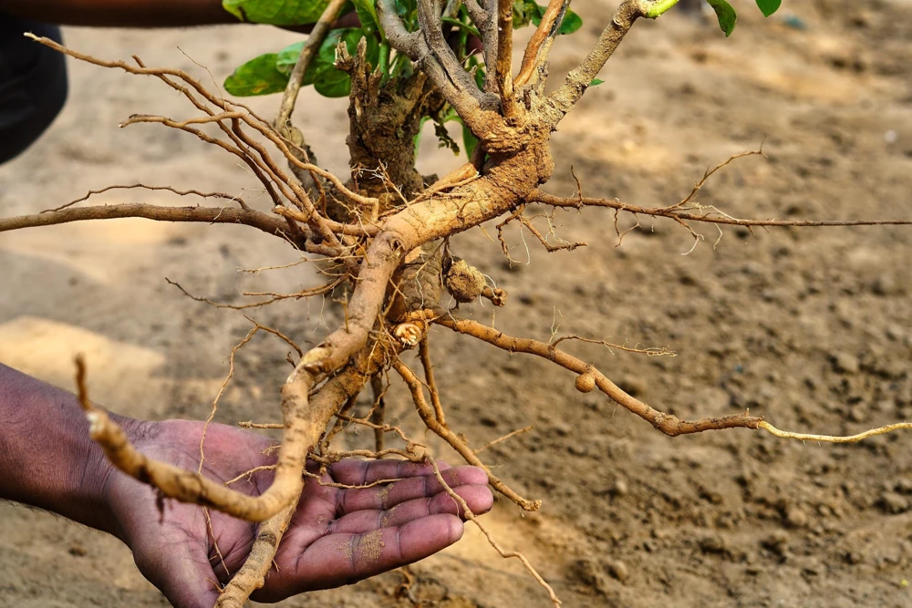 Ashwagandha Seeds - 50 Indian Ginseng Withania Somnifera Flower Seeds - Image 7