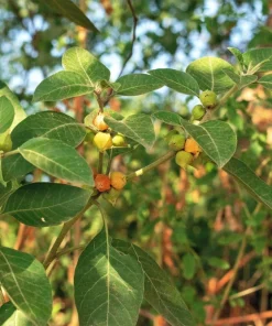 Ashwagandha Seeds - 50 Indian Ginseng Withania Somnifera Flower Seeds - Image 8