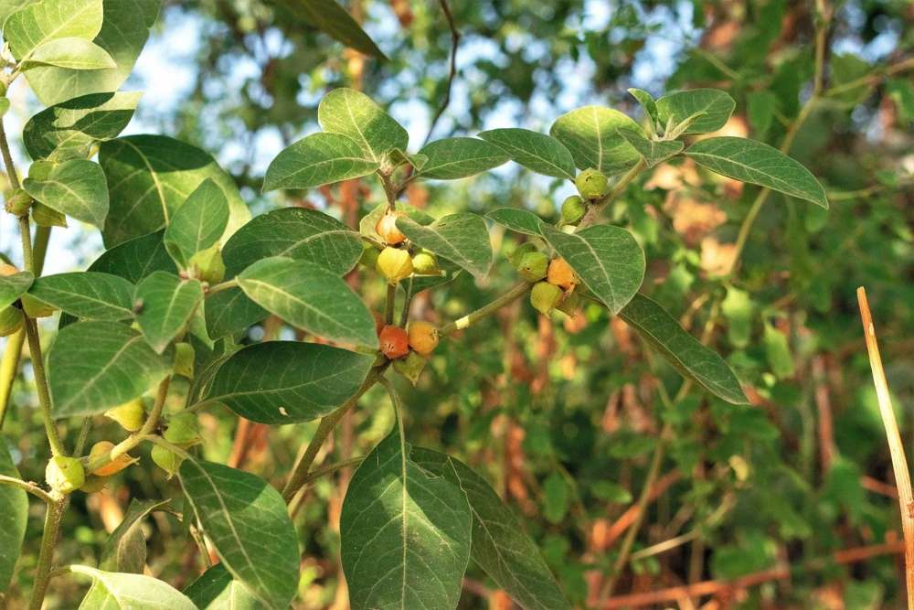 Ashwagandha Seeds - 50 Indian Ginseng Withania Somnifera Flower Seeds - Image 8