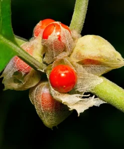 Ashwagandha Seeds - 50 Indian Ginseng Withania Somnifera Flower Seeds - Image 9