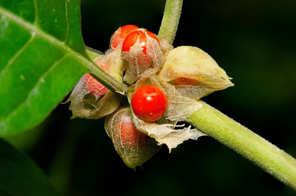Ashwagandha Seeds - 50 Indian Ginseng Withania Somnifera Flower Seeds - Image 9