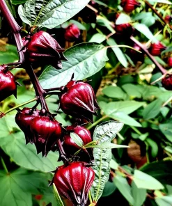 Asian Sour Leaf Roselle Hibiscus Seeds - 20 Count - Heat Tolerant Edible - Image 2
