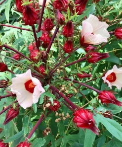 Asian Sour Leaf Roselle Hibiscus Seeds - 20 Count - Heat Tolerant Edible - Image 3