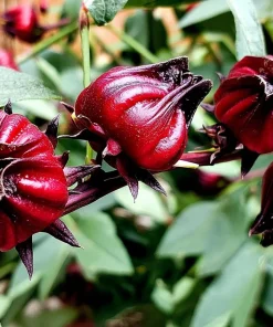 Asian Sour Leaf Roselle Hibiscus Seeds - 20 Count - Heat Tolerant Edible - Image 4