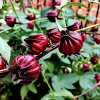 Asian Sour Leaf Roselle Hibiscus Seeds - 20 Count - Heat Tolerant Edible - Image 1
